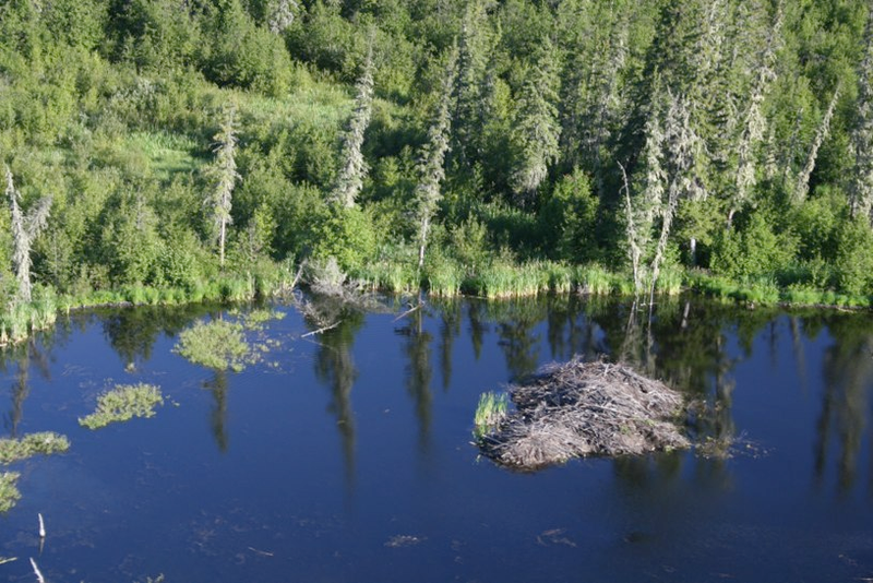 Illustration for article titled World’s Biggest Beaver Dam Discovered In Canada